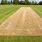Cricket Pitch Grass