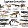 Crocodilian Species List