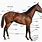 Croup Horse Anatomy