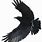 Crow Flying Art