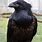 Crow Raven Hybrid