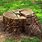 Cut Tree Stump