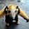 Cute Baby Anteater