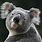 Cute Baby Koala Wallpaper