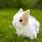 Cute Baby Rabbit Images