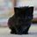 Cute Black Cat Baby Kitten