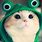 Cute Cat Frog