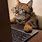 Cute Cat On Computer