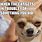 Cute Chihuahua Meme