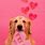 Cute Dog Valentine's Day