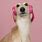 Cute Dogs with Headphones