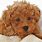 Cute Fluffy Brown Dog
