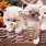 Cute Fluffy Kittens Wallpaper