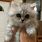 Cute Fluffy Munchkin Kitten