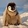 Cute Fluffy Penguin