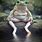 Cute Frog Sitting