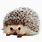 Cute Hedgehog PNG