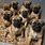 Cute Mastiff Puppies