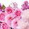 Cute Pink Rose Backgrounds