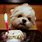 Cute Puppy Birthday Wishes