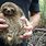 Cute Pygmy Sloth