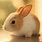 Cute Rabbit Desktop Wallpaper