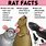 Cute Rat Facts