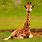 Cute Real Baby Giraffe