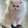 Cute White Persian Kitten
