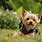 Cute Yorkie Backgrounds