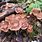 Cyanescens Mushrooms