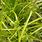 Cyperus Grass