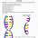 DNA Double Helix Coloring Worksheet