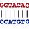 DNA Sequence Letters
