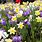 Daffodils Crocus