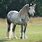 Dapple Gray Draft Horse