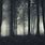 Dark Forest Scene