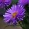 Dark Purple Aster