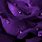 Dark Purple Flower Background