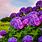 Dark Purple Hydrangea