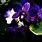Dark Purple Orchid
