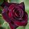 Dark Red Rose Flower