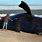 Dead Right Whale