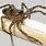 Deadliest Spider Brown Recluse