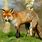 Deciduous Forest Fox