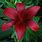 Deep Red Lily