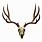 Deer Skull with Horns