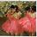 Degas Dancers in Pink