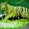 Delhi Zoo Tiger Attack