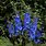Delphinium Belladonna Dark Blue